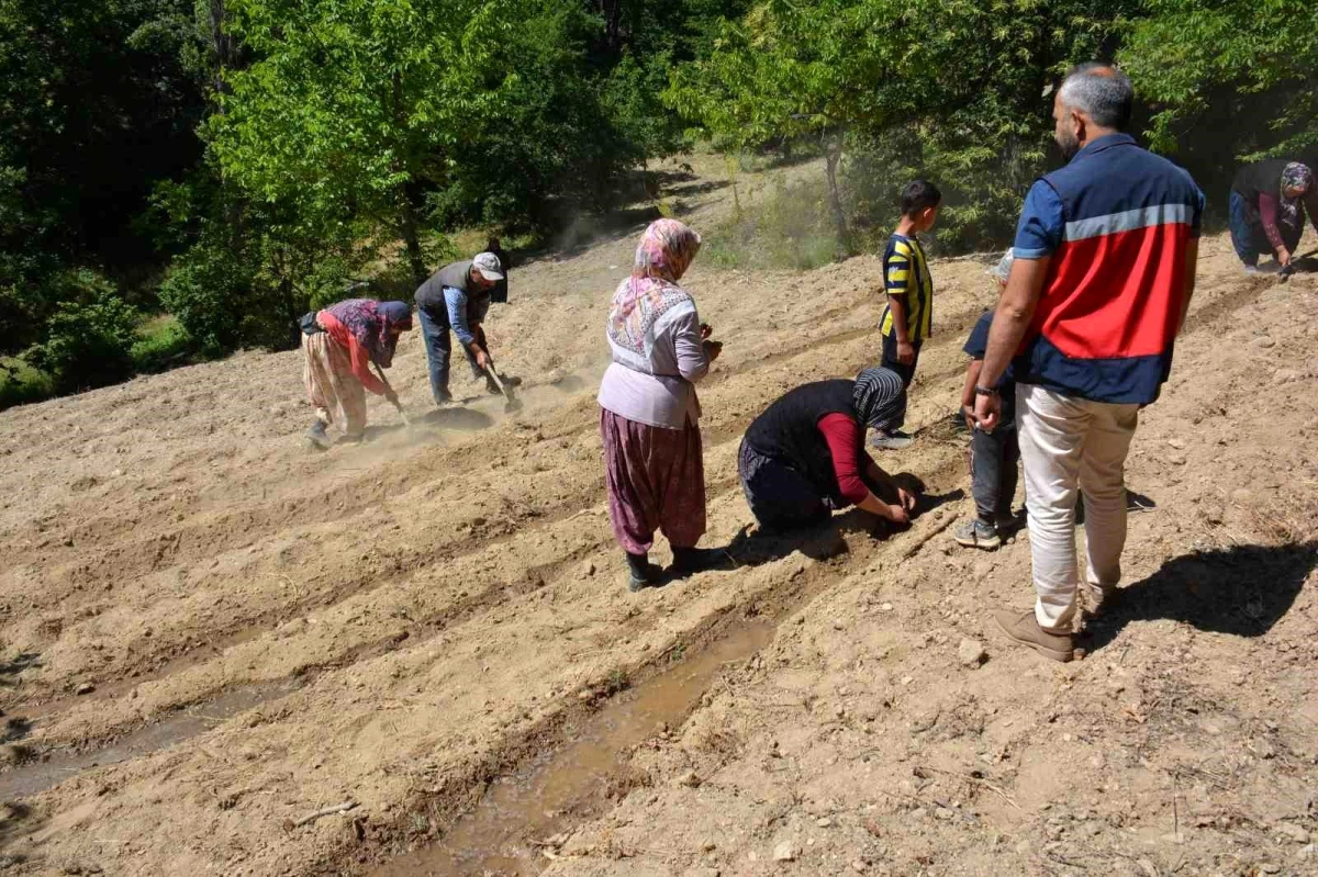 Kadın Çiftçiler Altınotu Yetiştiriciliği Projesiyle Uğraşıyor